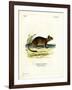 Brush-Tailed Rat-null-Framed Giclee Print