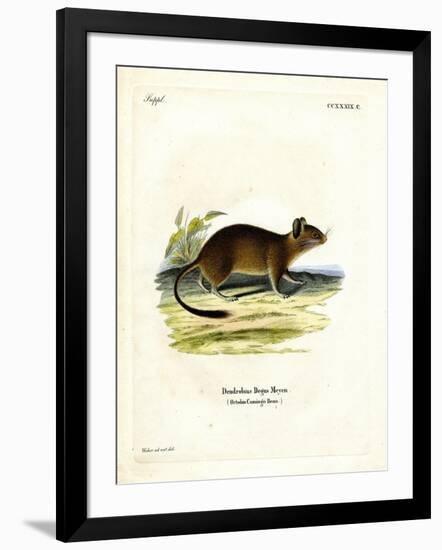 Brush-Tailed Rat-null-Framed Giclee Print