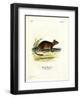 Brush-Tailed Rat-null-Framed Premium Giclee Print