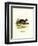 Brush-Tailed Rat-null-Framed Premium Giclee Print