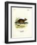 Brush-Tailed Rat-null-Framed Premium Giclee Print