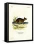 Brush-Tailed Rat-null-Framed Stretched Canvas