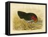 Brush Turkey, 1891-Gracius Broinowski-Framed Stretched Canvas