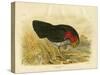Brush Turkey, 1891-Gracius Broinowski-Stretched Canvas
