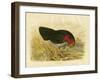 Brush Turkey, 1891-Gracius Broinowski-Framed Giclee Print