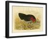 Brush Turkey, 1891-Gracius Broinowski-Framed Giclee Print