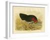 Brush Turkey, 1891-Gracius Broinowski-Framed Giclee Print