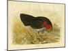 Brush Turkey, 1891-Gracius Broinowski-Mounted Giclee Print