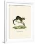 Brushtail Possum-null-Framed Giclee Print