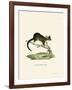 Brushtail Possum-null-Framed Giclee Print