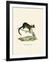 Brushtail Possum-null-Framed Giclee Print