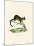 Brushtail Possum-null-Mounted Giclee Print