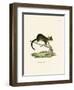 Brushtail Possum-null-Framed Giclee Print