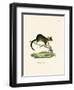 Brushtail Possum-null-Framed Giclee Print