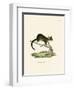 Brushtail Possum-null-Framed Giclee Print