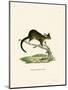 Brushtail Possum-null-Mounted Giclee Print