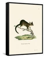 Brushtail Possum-null-Framed Stretched Canvas