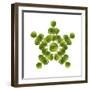 Brussel Sprout in Star or Snowflake Shape-null-Framed Photographic Print