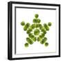 Brussel Sprout in Star or Snowflake Shape-null-Framed Photographic Print