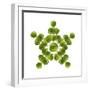 Brussel Sprout in Star or Snowflake Shape-null-Framed Photographic Print