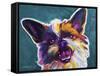 Brussels Griffon - Spicey-Dawgart-Framed Stretched Canvas