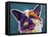 Brussels Griffon - Spicey-Dawgart-Framed Stretched Canvas