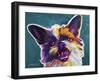 Brussels Griffon - Spicey-Dawgart-Framed Giclee Print