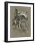 Brussels Griffon-Barbara Keith-Framed Giclee Print