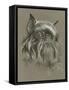 Brussels Griffon-Barbara Keith-Framed Stretched Canvas