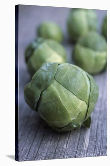 Brussels Sprouts (Brassica Oleracea)-Maxine Adcock-Stretched Canvas