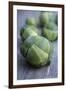 Brussels Sprouts (Brassica Oleracea)-Maxine Adcock-Framed Photographic Print