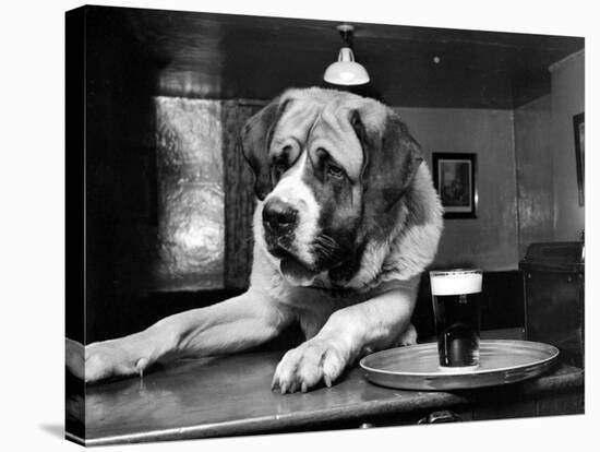 Bryan the St. Bernard Dog Enjoys a Pint, February 1956-null-Stretched Canvas