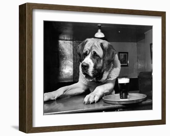 Bryan the St. Bernard Dog Enjoys a Pint, February 1956-null-Framed Premium Photographic Print