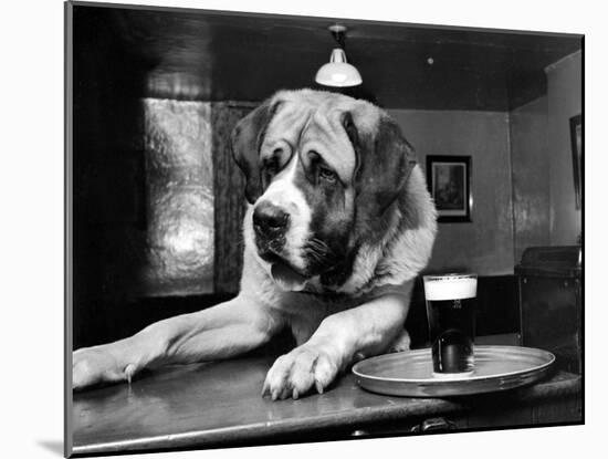 Bryan the St. Bernard Dog Enjoys a Pint, February 1956-null-Mounted Premium Photographic Print