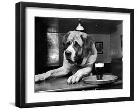 Bryan the St. Bernard Dog Enjoys a Pint, February 1956-null-Framed Photographic Print