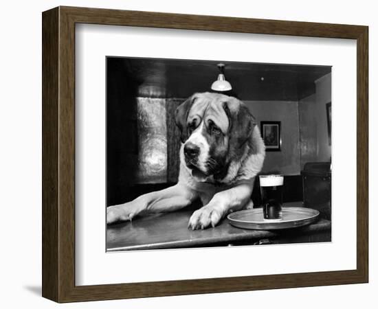 Bryan the St. Bernard Dog Enjoys a Pint, February 1956-null-Framed Photographic Print