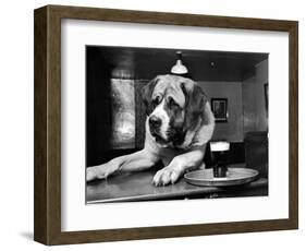 Bryan the St. Bernard Dog Enjoys a Pint, February 1956-null-Framed Photographic Print