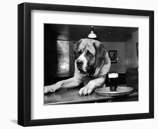 Bryan the St. Bernard Dog Enjoys a Pint, February 1956-null-Framed Photographic Print