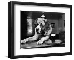 Bryan the St. Bernard Dog Enjoys a Pint, February 1956-null-Framed Photographic Print