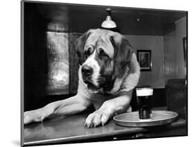 Bryan the St. Bernard Dog Enjoys a Pint, February 1956-null-Mounted Photographic Print