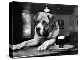 Bryan the St. Bernard Dog Enjoys a Pint, February 1956-null-Stretched Canvas