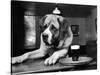 Bryan the St. Bernard Dog Enjoys a Pint, February 1956-null-Stretched Canvas