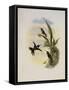 Bryant's Wood-Star, Doricha Bryant?-John Gould-Framed Stretched Canvas