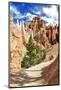 Bryce Amphitheater - Utah - Bryce Canyon National Park - United States-Philippe Hugonnard-Mounted Photographic Print