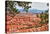 Bryce Amphitheater - Utah - Bryce Canyon National Park - United States-Philippe Hugonnard-Stretched Canvas