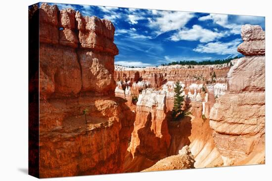 Bryce Amphitheater - Utah - Bryce Canyon National Park - United States-Philippe Hugonnard-Stretched Canvas