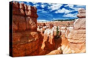 Bryce Amphitheater - Utah - Bryce Canyon National Park - United States-Philippe Hugonnard-Stretched Canvas