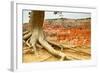 Bryce Amphitheater - Utah - Bryce Canyon National Park - United States-Philippe Hugonnard-Framed Photographic Print