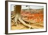 Bryce Amphitheater - Utah - Bryce Canyon National Park - United States-Philippe Hugonnard-Framed Photographic Print