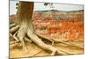 Bryce Amphitheater - Utah - Bryce Canyon National Park - United States-Philippe Hugonnard-Mounted Photographic Print